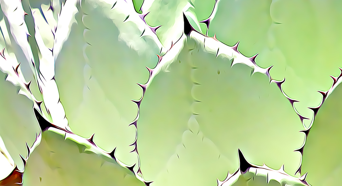pointy cactus fine art photo