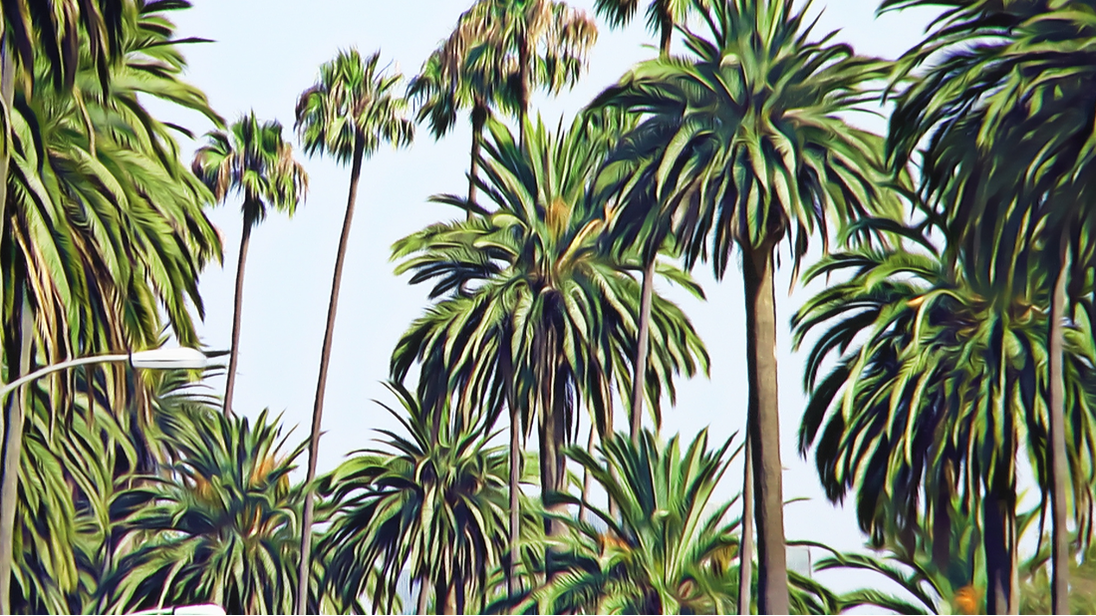 palm trees in Beverly Hills