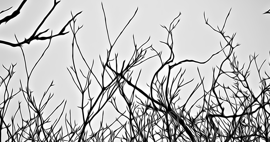 branches reach for the sky art