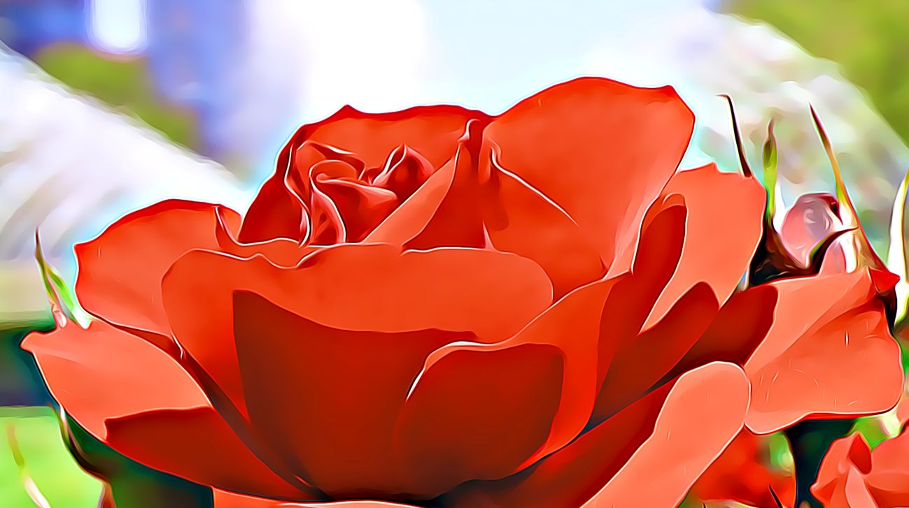 fine art photography of a rose